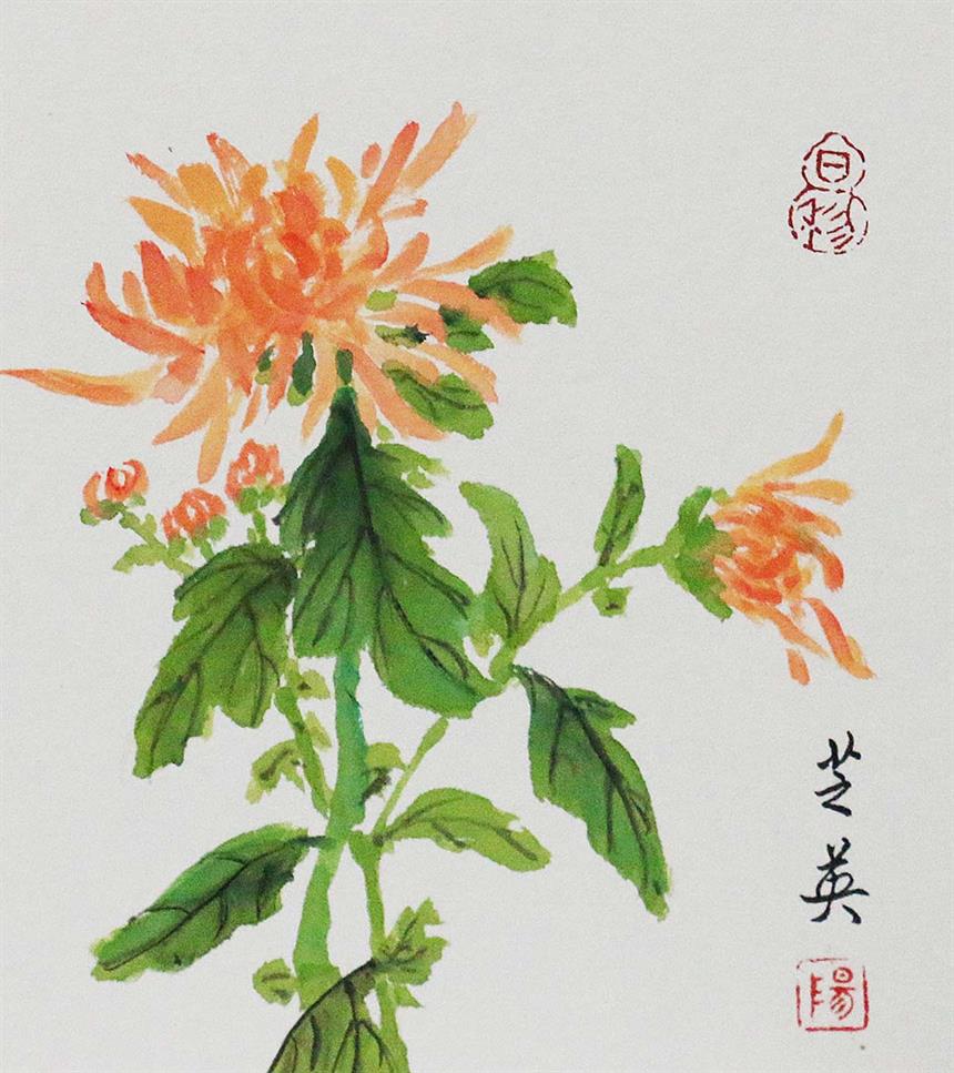 牡丹菊13.5X12 cm